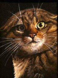 Wild cat